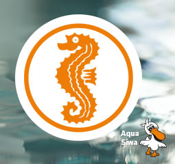 Seepferdchen Kurs Aqua Siwa